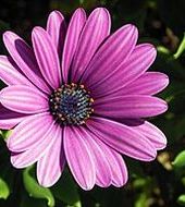 Natalia Gniadek - Radom, Wiek 32. Dołącz tak samo jak Natalia do najlepszych hostess, modelek i fotomodelek w Polsce